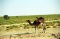 Camels, Mauritania Royalty Free Stock Photo