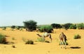 Camels, Mauritania Royalty Free Stock Photo