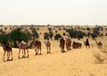 Camels, Mauritania Royalty Free Stock Photo