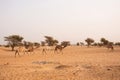 Camels in Mauritania Royalty Free Stock Photo
