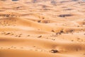Camels in the middle of a beautiful dessert in Morocco Royalty Free Stock Photo