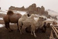 Camels in Mongolia