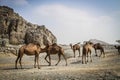 Camels and Mountains Royalty Free Stock Photo
