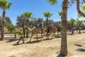 Camel trip on Cyprus Island