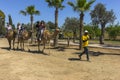 Camel trip on Cyprus Island