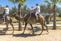 Camel trip on Cyprus Island