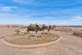 Camels near Ait Ben Haddou, Morocco Royalty Free Stock Photo