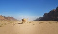 Camels near Rum Village, in Wadi Rum, Jordan