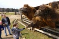 Murmansk, Russia - May 2, 2020:Camels in paddock in an ethnopark. Hairy two-humped camels