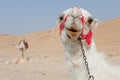 Camels in Palmira, Syria