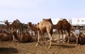 Camels in a pen in Doha Royalty Free Stock Photo