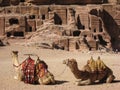 Camels at Petra. Jordan Royalty Free Stock Photo