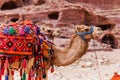 Camels in Petra, Jordan