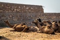 Camels at Pushkar Camel Fair Pushkar Mela in Pushkar, Rajasthan, India Royalty Free Stock Photo