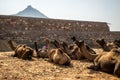 Camels at Pushkar Camel Fair Pushkar Mela in Pushkar, Rajasthan, India Royalty Free Stock Photo