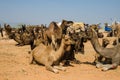 Camels at Pushkar Camel Fair Pushkar Mela in Pushkar, Rajasthan, India Royalty Free Stock Photo