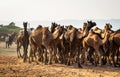 Camels at Pushkar Camel Fair Pushkar Mela in Pushkar, Rajasthan, India Royalty Free Stock Photo