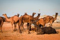 Camels at Pushkar Camel Fair Pushkar Mela in Pushkar, Rajasthan, India Royalty Free Stock Photo