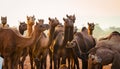 Camels at Pushkar Camel Fair Pushkar Mela in Pushkar, Rajasthan, India Royalty Free Stock Photo
