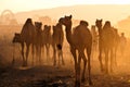 Camels in Pushkar fair