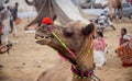 Camels at the Pushkar Fair, also called the Pushkar Camel Fair or locally as Kartik Mela is an annual multi-day livestock fair and Royalty Free Stock Photo