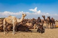 Camels at Pushkar Mela Pushkar Camel Fair , India Royalty Free Stock Photo