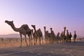 Camels at Pushkar Mela Pushkar Camel Fair , India Royalty Free Stock Photo