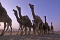 Camels at Pushkar Mela Pushkar Camel Fair , India Royalty Free Stock Photo