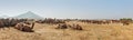 Camels at Pushkar Mela (Pushkar Camel Fair), India