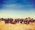 Camels at Pushkar Mela Pushkar Camel Fair , India Royalty Free Stock Photo