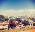 Camels at Pushkar Mela (Pushkar Camel Fair), India Royalty Free Stock Photo