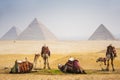 Camels with pyramid Royalty Free Stock Photo