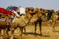 Camels ready for desert hike in jaisalmer