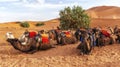 camels ready for a ride with tourists in the Sahara desert Royalty Free Stock Photo