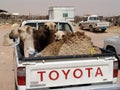 Camels ready to be shipped from Riyadh\'s camel soukh