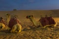 Camels relaxing at Bedouin camp in desert Dubai  UAE Royalty Free Stock Photo