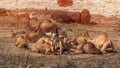 Camels relishing a sand bath near a Wadi in Salalah, Oman