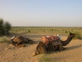 Camels resting