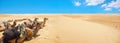 Camels are resting during break time, waiting of tourists. Sahara desert. Tunisia, North Africa Royalty Free Stock Photo