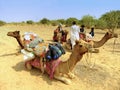 Camels resting during camel safari, Thar desert, Rajasthan, Indi