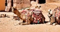 Camels are resting from carrying tourists through Wadi Musa to Petra, famous world heritage in Jordan.