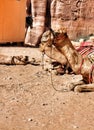 Camels are resting from carrying tourists through Wadi Musa to Petra, famous world heritage in Jordan.