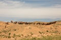 Camels resting in the desert. Gobi desert, Mongolia. Royalty Free Stock Photo