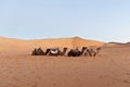 Camels resting at Erg Chebbi, Morocco Royalty Free Stock Photo