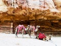 Camels resting on sand near mountain Petra City Jordan