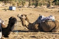 Camels in morning light, Merzouga, Morocco Royalty Free Stock Photo