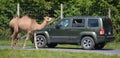 Camels ride around cars