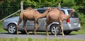 Camels ride around cars
