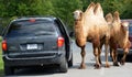 Camels ride around cars