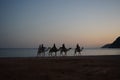 Camels with riders at sunset over the Red Sea in the Gulf of Aqaba. Dahab, South Sinai Governorate, Egypt